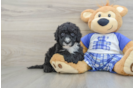 Mini Sheepadoodle Puppy for Adoption