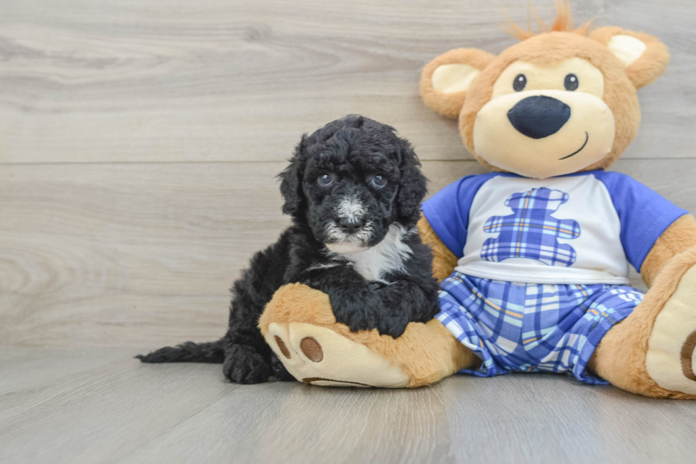 Mini Sheepadoodle Puppy for Adoption