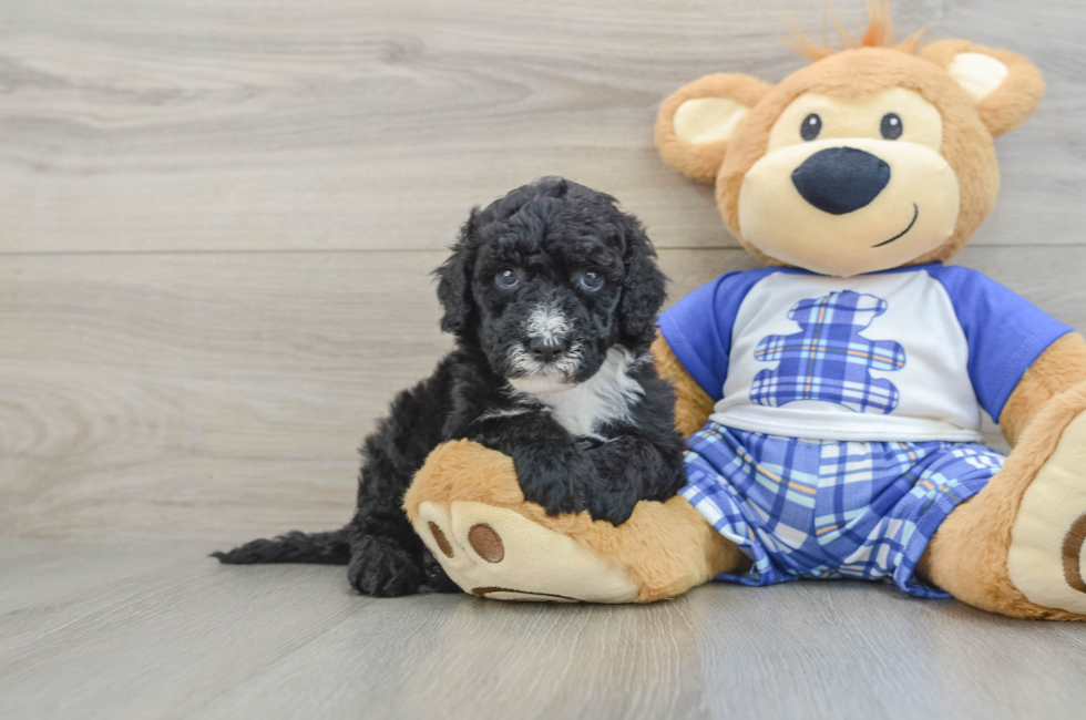 5 week old Mini Sheepadoodle Puppy For Sale - Premier Pups