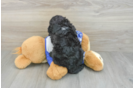 Best Mini Sheepadoodle Baby
