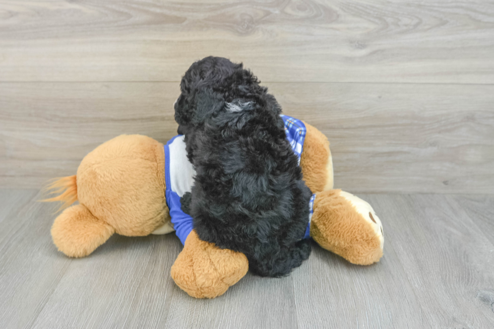 Best Mini Sheepadoodle Baby