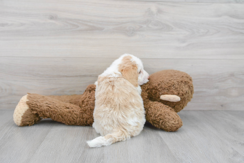 Mini Sheepadoodle Pup Being Cute