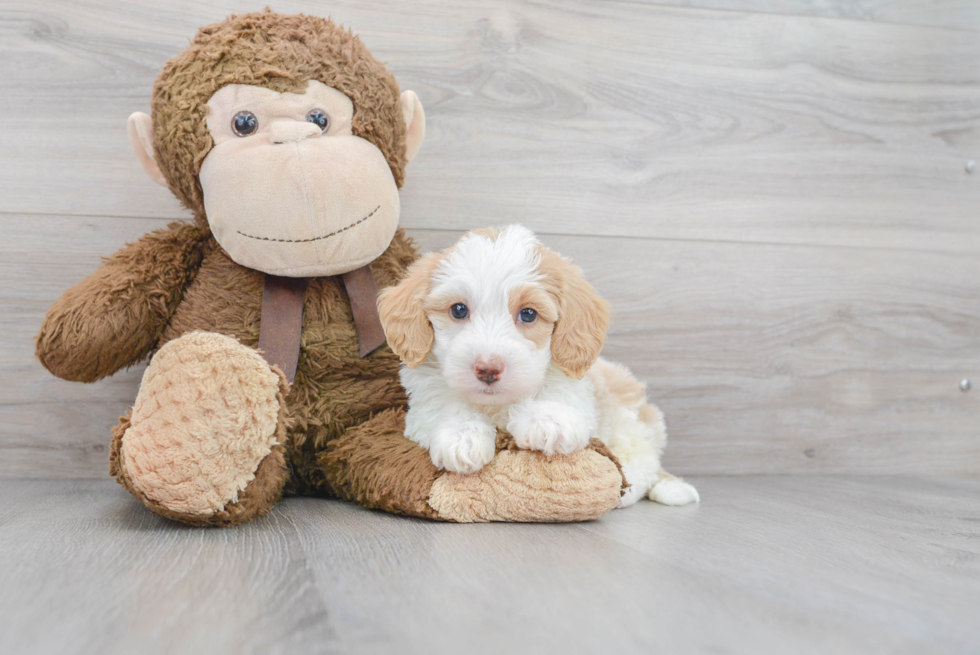 Mini Sheepadoodle Pup Being Cute