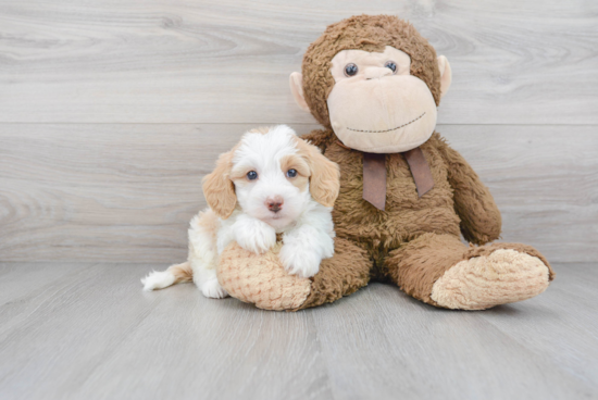 Adorable Sheep Dog Poodle Mix Puppy