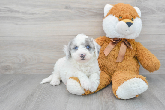 Mini Sheepadoodle Pup Being Cute