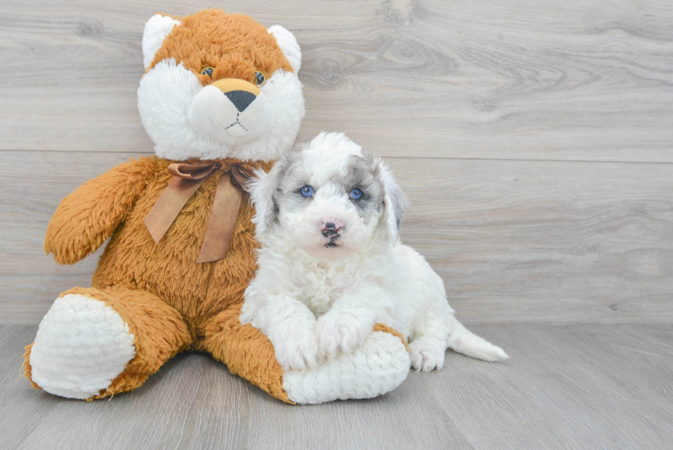 Happy Mini Sheepadoodle Baby