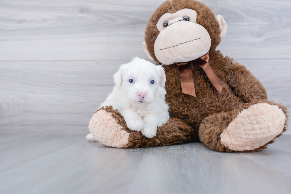 Fluffy Mini Sheepadoodle Poodle Mix Pup