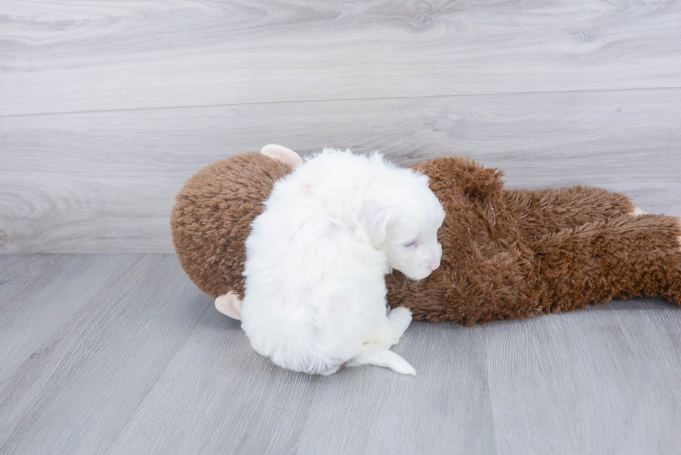 Happy Mini Sheepadoodle Baby