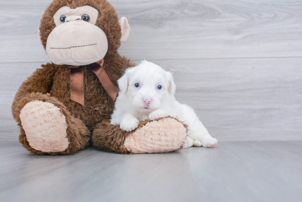 Playful Sheep Dog Poodle Mix Puppy