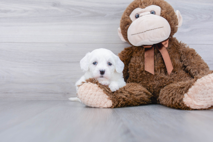 Playful Sheep Dog Poodle Mix Puppy