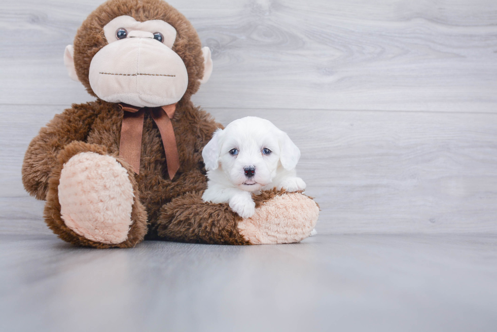 Mini Sheepadoodle Pup Being Cute