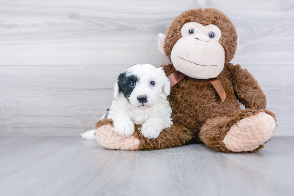 Adorable Sheep Dog Poodle Mix Puppy