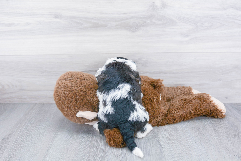 Mini Sheepadoodle Puppy for Adoption