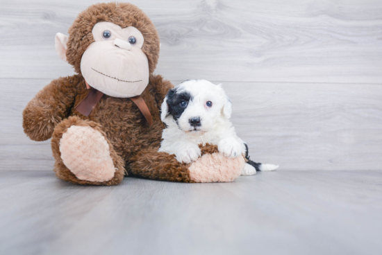 Mini Sheepadoodle Pup Being Cute