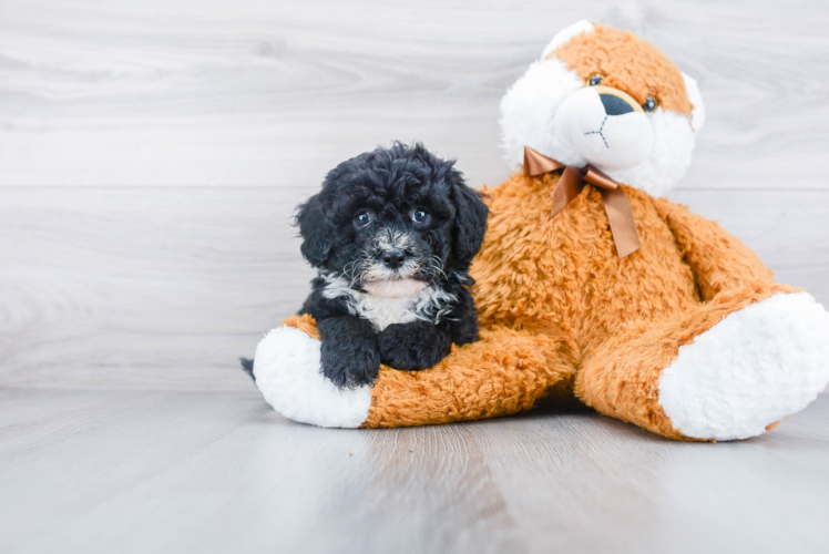 Mini Sheepadoodle Puppy for Adoption