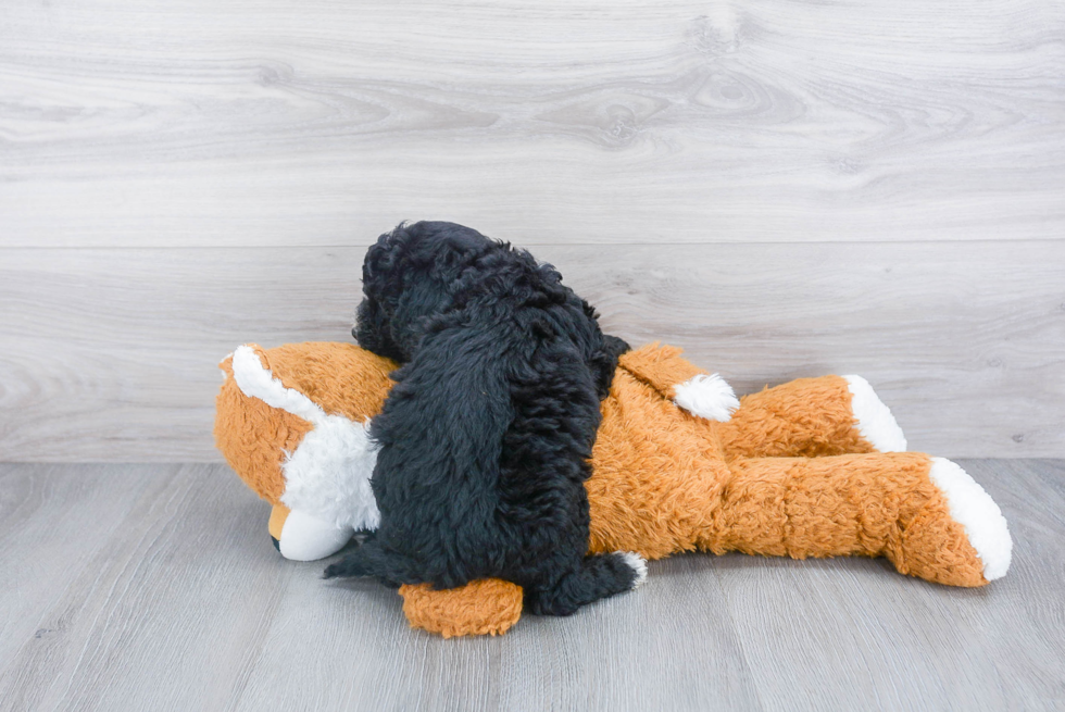 Energetic Sheep Dog Poodle Mix Puppy