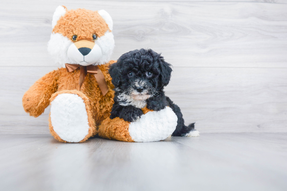 Mini Sheepadoodle Pup Being Cute