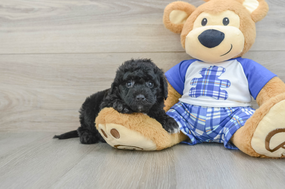 5 week old Mini Sheepadoodle Puppy For Sale - Premier Pups