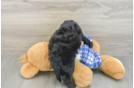 Best Mini Sheepadoodle Baby