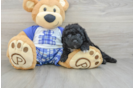 Energetic Mini Sheepapoo Poodle Mix Puppy
