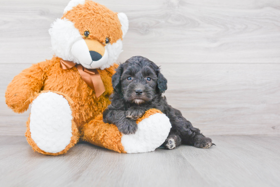 Smart Mini Sheepadoodle Poodle Mix Pup