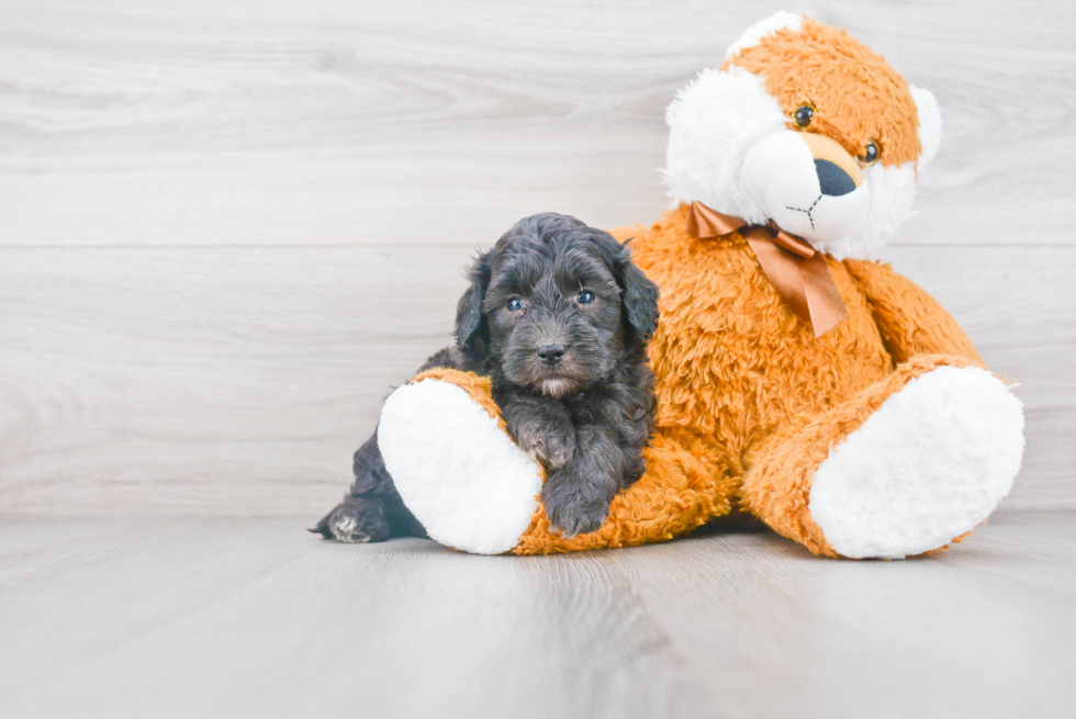 Cute Mini Sheepadoodle Baby