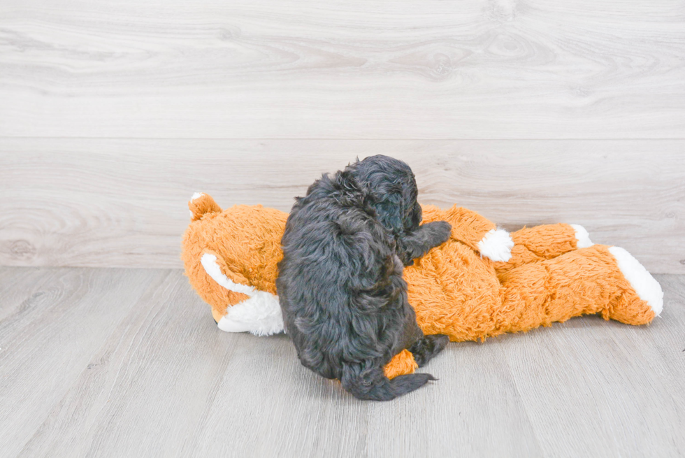 Adorable Sheep Dog Poodle Mix Puppy