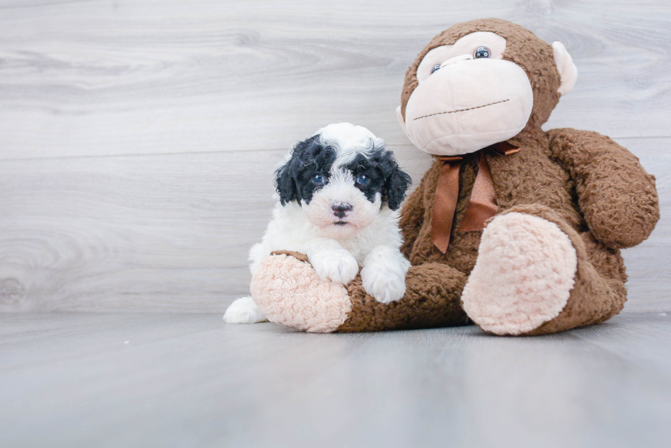 Happy Mini Sheepadoodle Baby