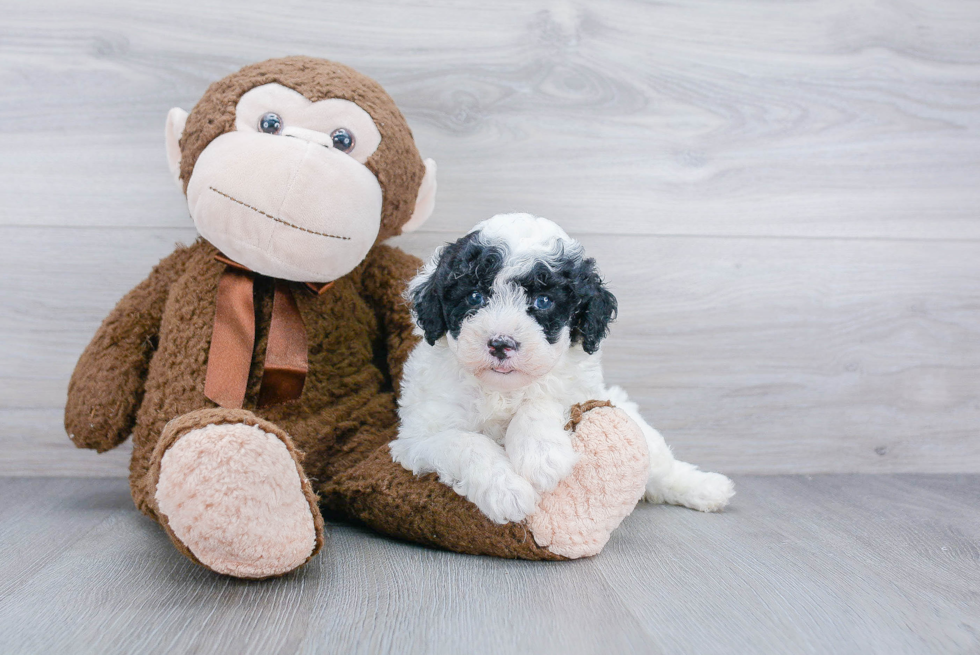 Mini Sheepadoodle Pup Being Cute