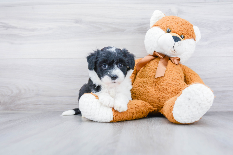 Best Mini Sheepadoodle Baby