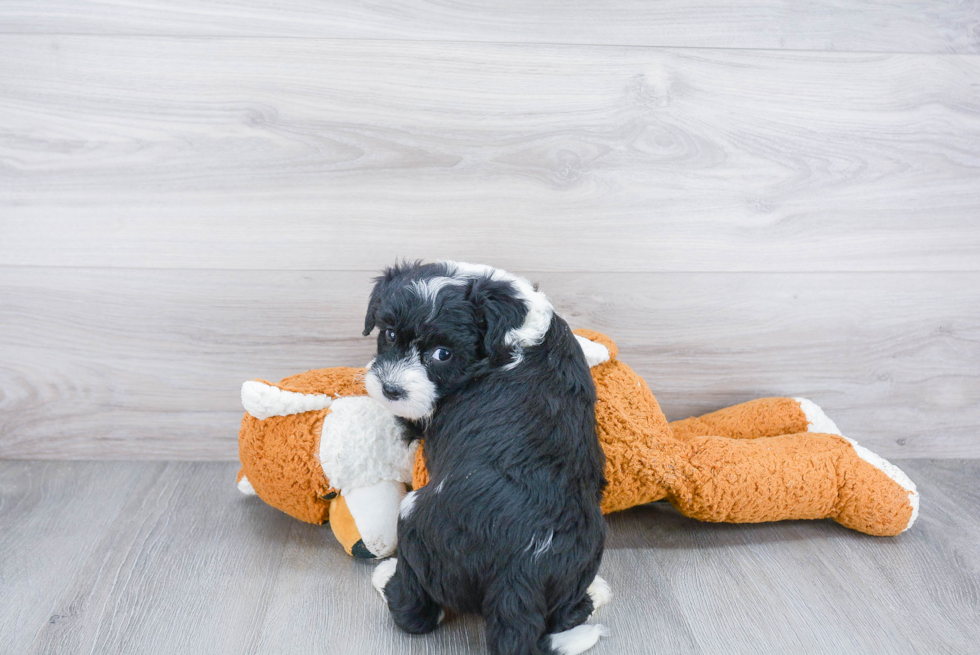 Best Mini Sheepadoodle Baby