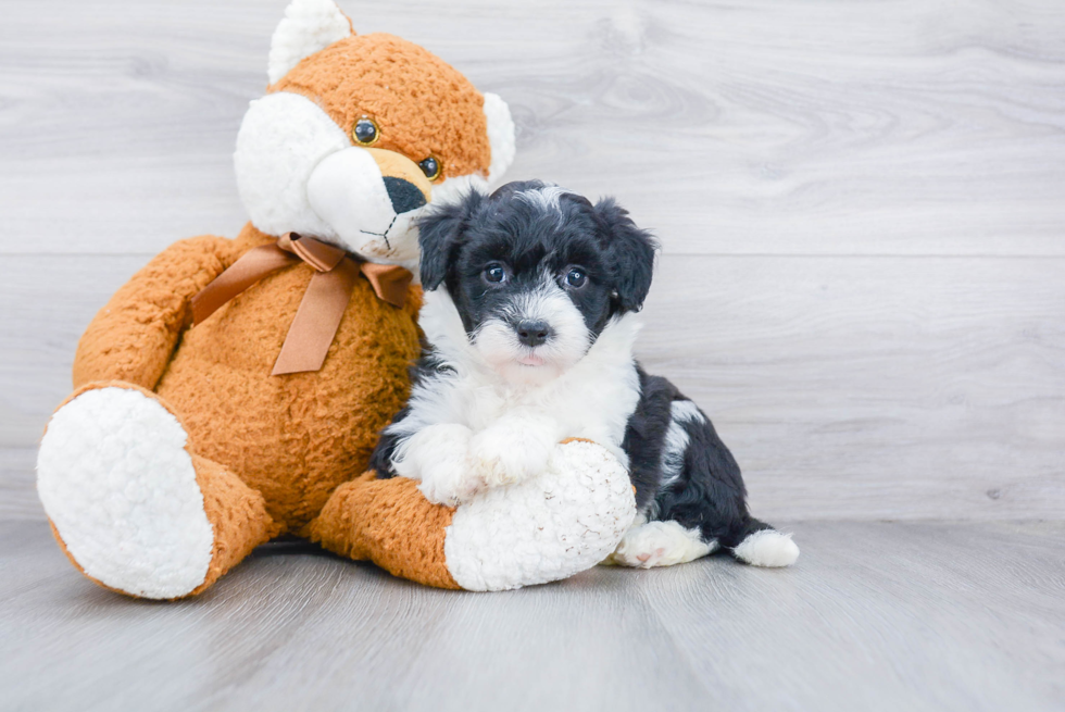 Mini Sheepadoodle Puppy for Adoption