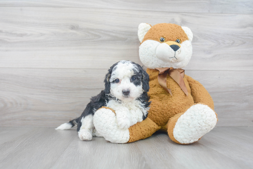 Cute Mini Sheepadoodle Baby