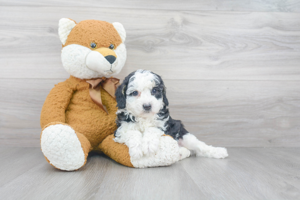 Hypoallergenic Sheep Dog Poodle Mix Puppy