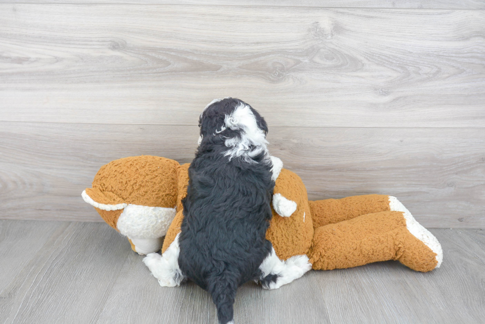 Mini Sheepadoodle Puppy for Adoption