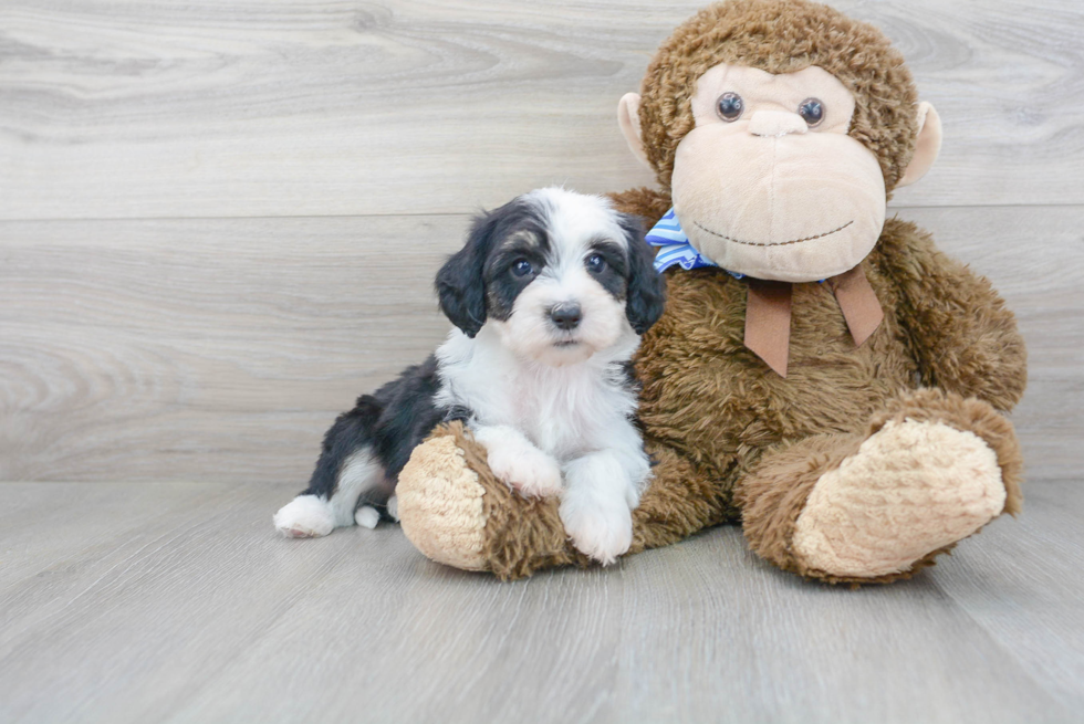 Best Mini Sheepadoodle Baby