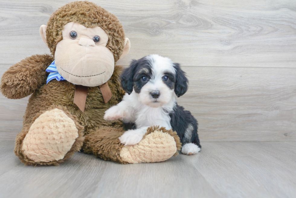 Mini Sheepadoodle Pup Being Cute