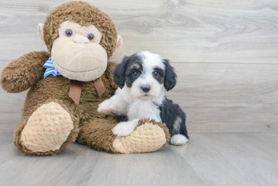 Mini Sheepadoodle Pup Being Cute