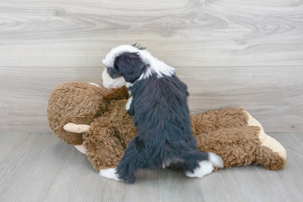 Petite Mini Sheepadoodle Poodle Mix Pup