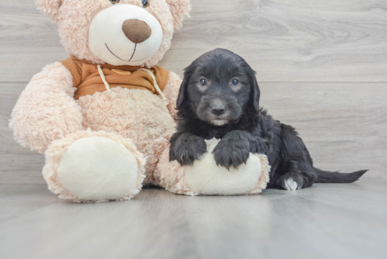 Best Mini Sheepadoodle Baby