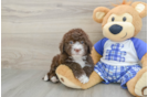 Energetic Mini Sheepapoo Poodle Mix Puppy