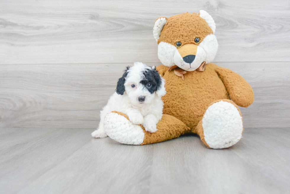 Hypoallergenic Sheep Dog Poodle Mix Puppy