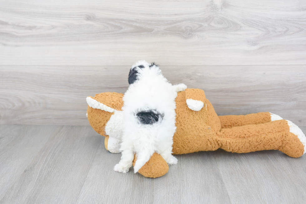 Best Mini Sheepadoodle Baby