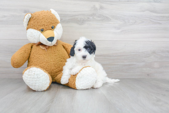 Mini Sheepadoodle Puppy for Adoption