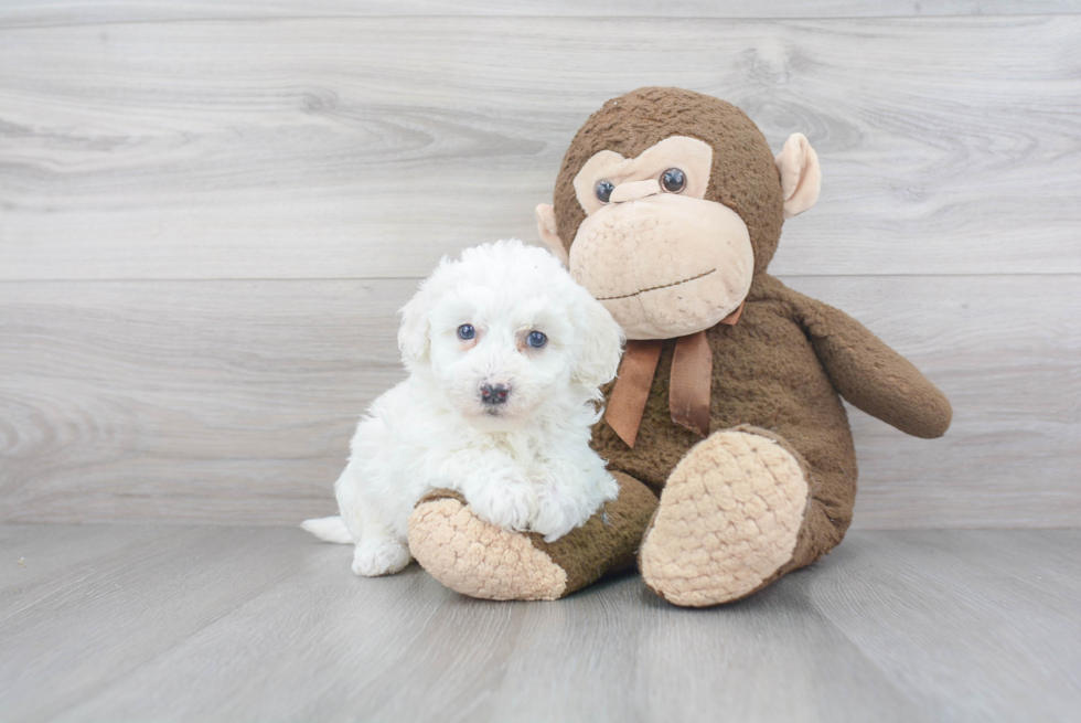 Best Mini Sheepadoodle Baby