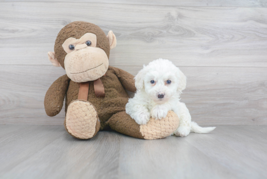 Best Mini Sheepadoodle Baby