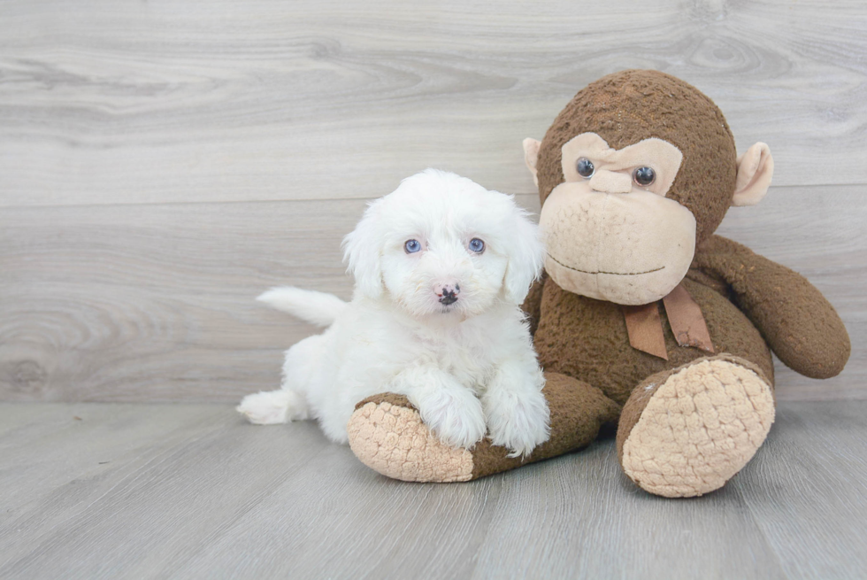 Cute Mini Sheepadoodle Baby