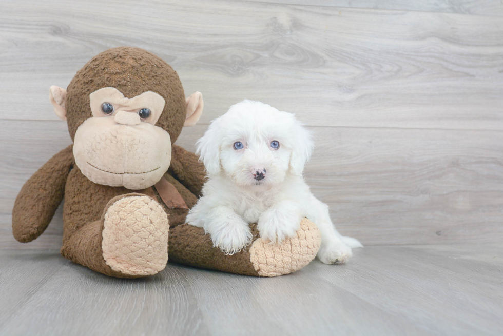 Best Mini Sheepadoodle Baby