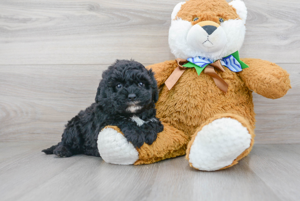 Best Mini Sheepadoodle Baby