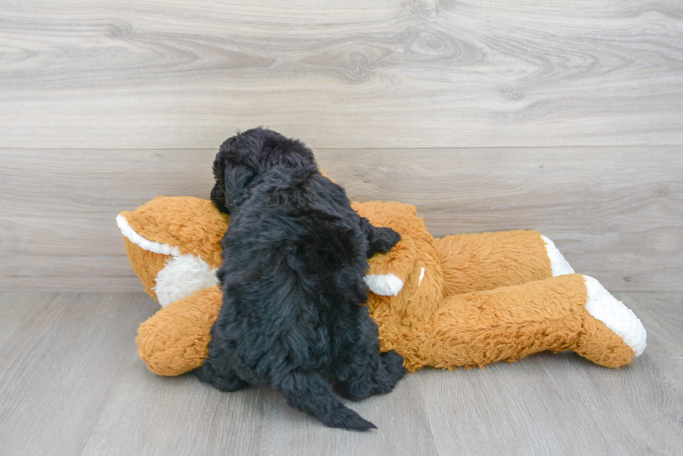 Best Mini Sheepadoodle Baby